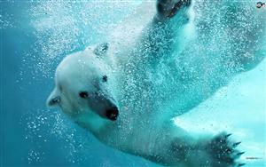 Polar Bears